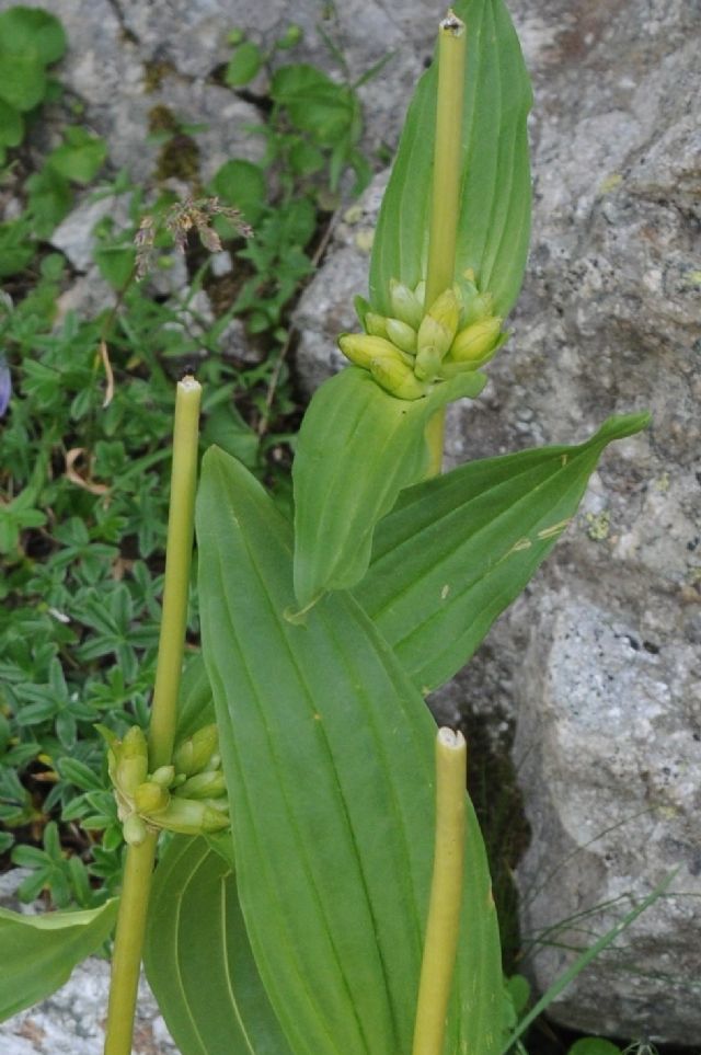 Gentiana burseri subsp. villarsii / Genziana di Villars